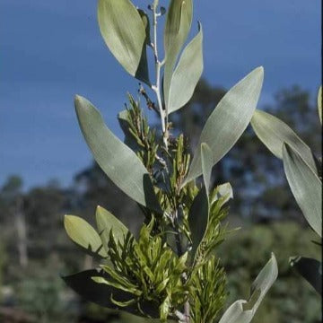 Acacia laccata