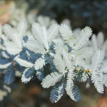 Acacia baileyana - Cootamundra Wattle